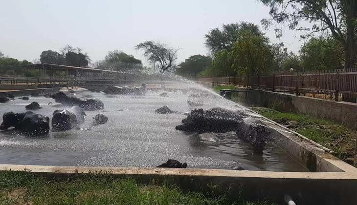 Buffaloes were bathed before CM's program at Central Buffalo Research Institute