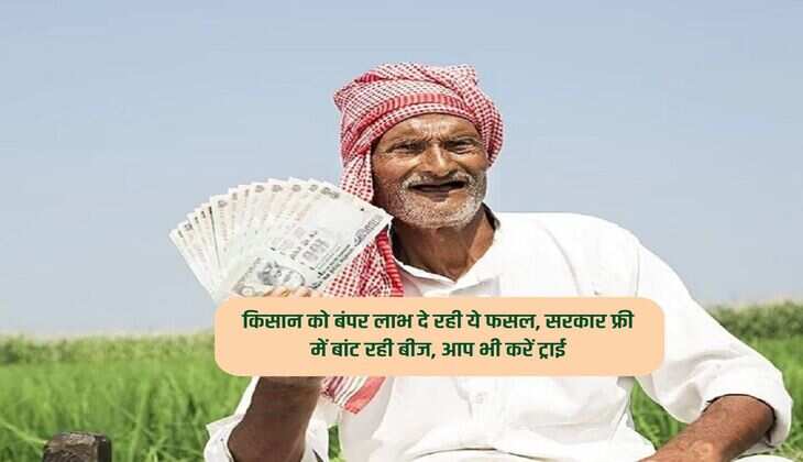 किसान को बंपर लाभ दे रही ये फसल, सरकार फ्री में बांट रही बीज, आप भी करें ट्राई