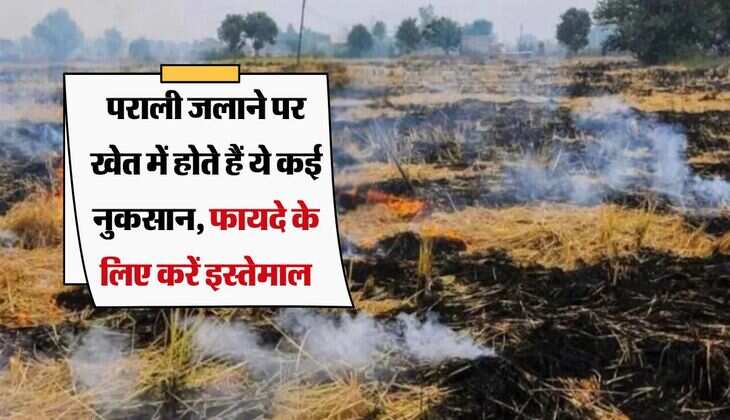 पराली जलाने पर खेत में होते हैं ये कई नुकसान, फायदे के लिए करें इस्तेमाल