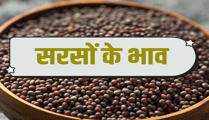 Sarso Mandi bhav: सरसों के भाव आज 18 जनवरी 2024 के मुताबिक