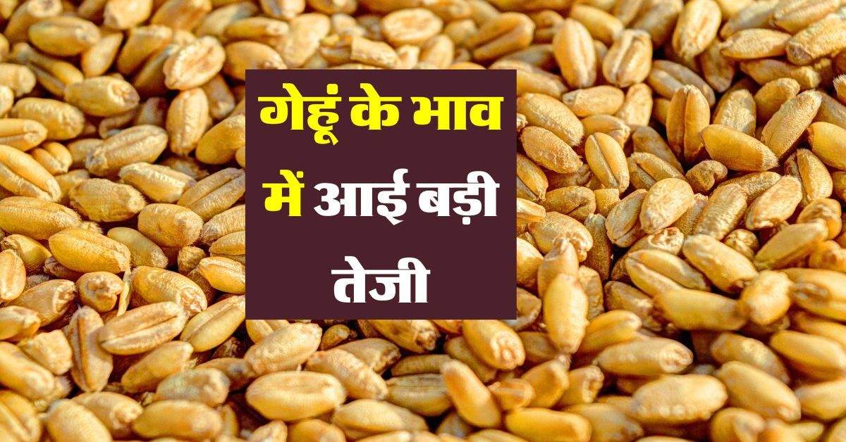 Wheat bhav: गेहूं के भाव में आई बड़ी तेजी, अधिकतम रेटों में हुआ इतना अधिक इजाफा