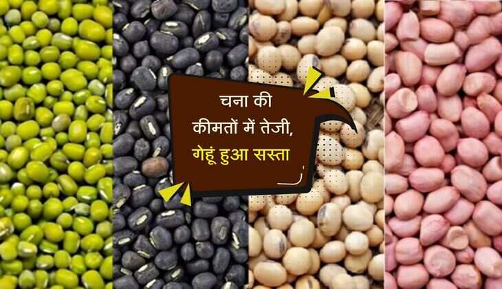 Kota Mandi Bhav: चना की कीमतों में तेजी, गेहूं हुआ सस्ता, जाने ताज़ा भाव 