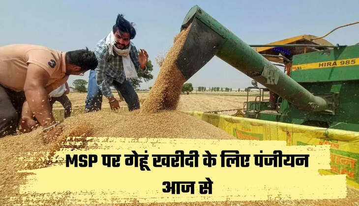 MSP पर गेहूं खरीदी के लिए पंजीयन आज से