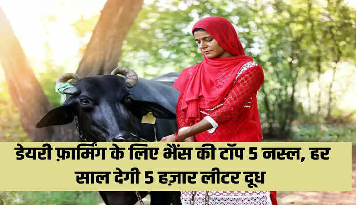 डेयरी फ़ार्मिंग के लिए भैंस की टॉप 5 नस्ल, हर साल देगी 5 हज़ार लीटर दूध 