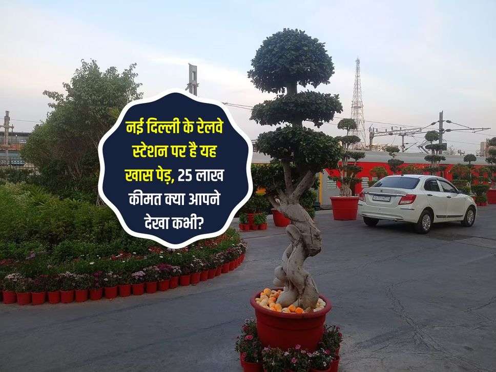 नई दिल्ली के रेलवे स्टेशन पर है यह खास पेड़, 25 लाख कीमत क्या आपने देखा कभी?