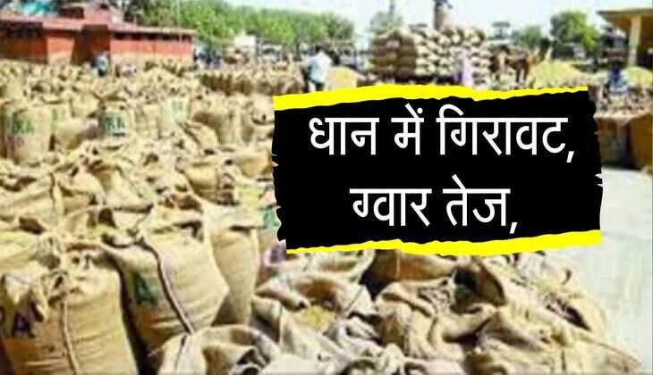 Kota Mandi: धान में गिरावट, ग्वार तेज, 1.75 लाख कट्टे आवक, जानिए कृषि उपज मंडी भाव