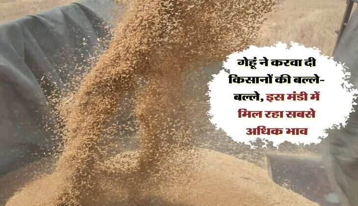 Gehun Mandi Bhav: गेहूं ने करवा दी किसानों की बल्ले-बल्ले, इस मंडी में मिल रहा सबसे अधिक भाव