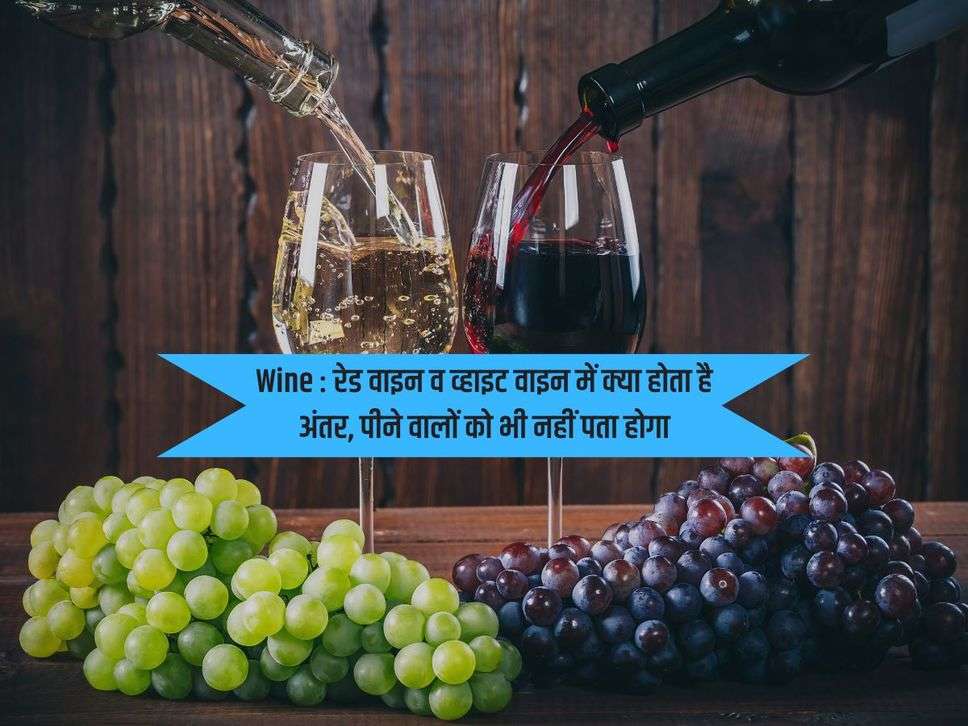 Wine : रेड वाइन व व्हाइट वाइन में क्या होता है अंतर, पीने वालों को भी नहीं पता होगा