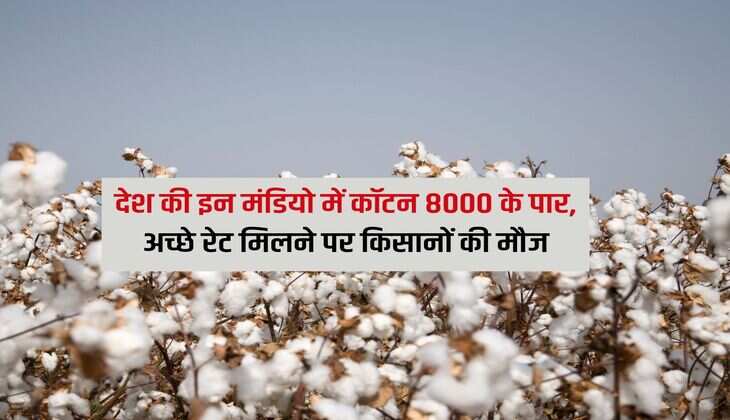 Cotton : देश की इन मंडियो में कॉटन 8000 के पार, अच्छे रेट मिलने पर किसानों की मौज