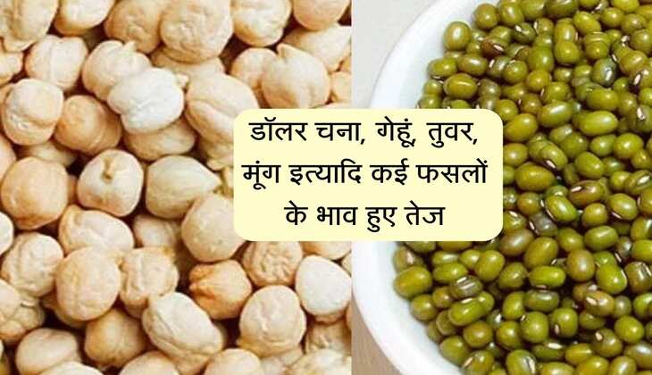 Indore Mandi bhav: डॉलर चना, गेहूं, तुवर, मूंग इत्यादि कई फसलों के भाव हुए तेज
