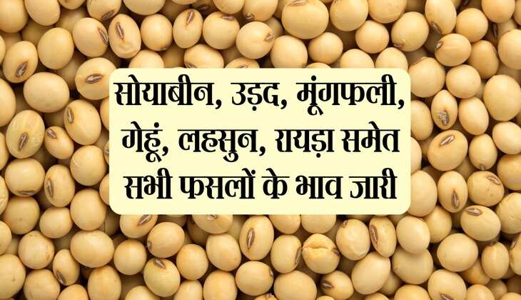 Neemuch Mandi bhav: सोयाबीन, उड़द, मूंगफली, गेहूं, लहसुन, रायड़ा समेत सभी फसलों के भाव जारी
