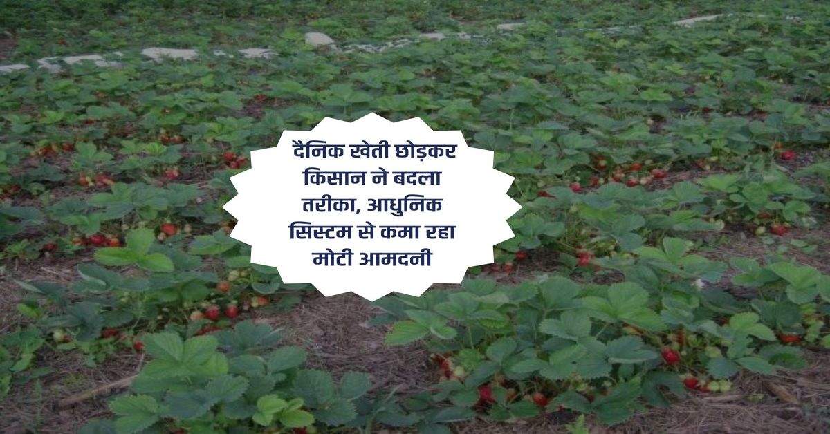 modern farming : दैनिक खेती छोड़कर किसान ने बदला तरीका, आधुनिक सिस्टम से कमा रहा मोटी आमदनी