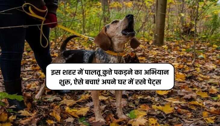 इस शहर में पालतू कुत्ते पकड़ने का अभियान शुरू, ऐसे बचाएं अपने घर में रखे पेट्स