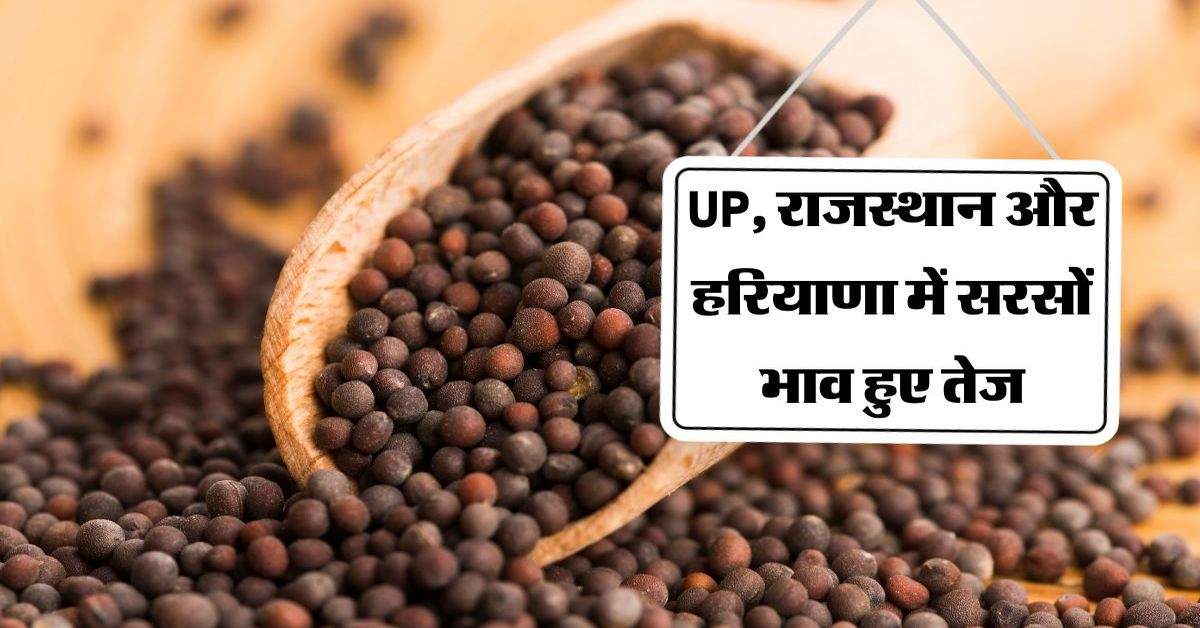 UP, राजस्थान और हरियाणा में सरसों भाव हुए तेज, जानिए कितना आया उछाल