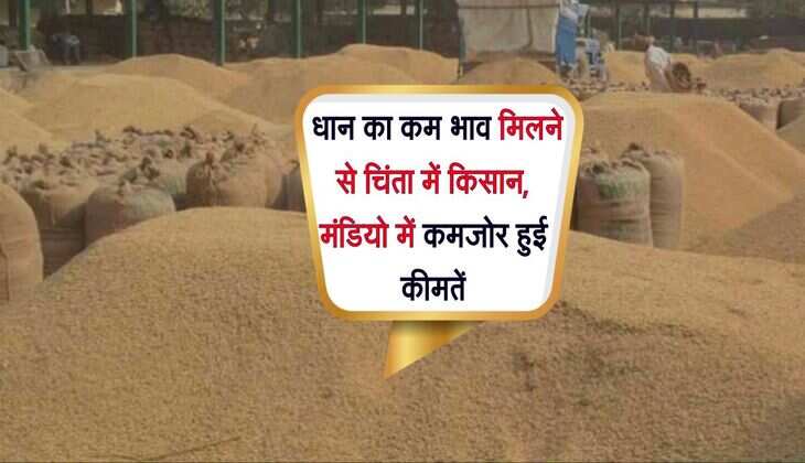 Paddy: धान का कम भाव मिलने से चिंता में किसान, मंडियो में कमजोर हुई कीमतें