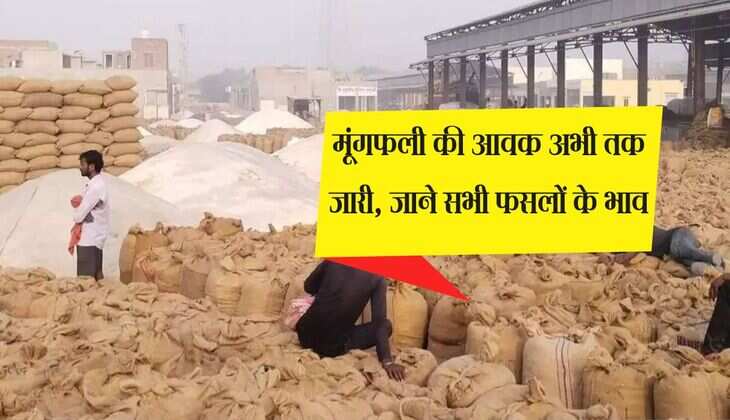 Bikaner Mandi Bhav: मूंगफली की आवक अभी तक जारी, जाने सभी फसलों के भाव