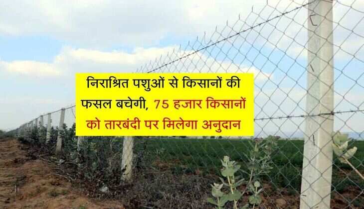 निराश्रित पशुओं से किसानों की फसल बचेगी, 75 हजार किसानों को तारबंदी पर मिलेगा अनुदान