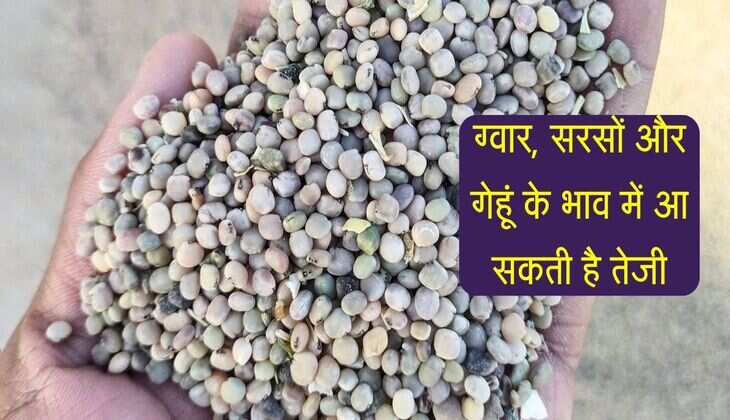 Alwar Mandi bhav: ग्वार, सरसों और गेहूं के भाव में आ सकती है तेजी, जानिए किस रेट बिकी फसल