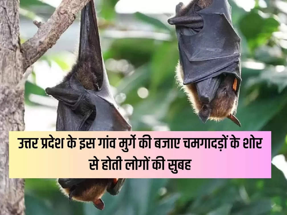 Special: In this village of Uttar Pradesh, people wake up in the morning with the sound of bats instead of cocks, know