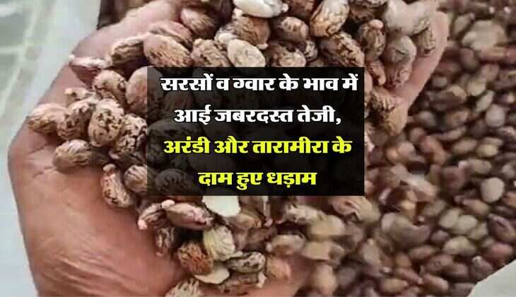 Sumerpur Mandi Bhav: सरसों व ग्वार के भाव में आई जबरदस्त तेजी, अरंडी और तारामीरा के दाम हुए धड़ाम