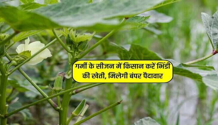 गर्मी के सीजन में किसान करें भिंडी की खेती, मिलेगी बंपर पैदावार