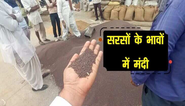 Kota Mandi bhav: सरसों के भावों में मंदी, जानिए धान, ग्वार समेत सभी फसलों के भाव