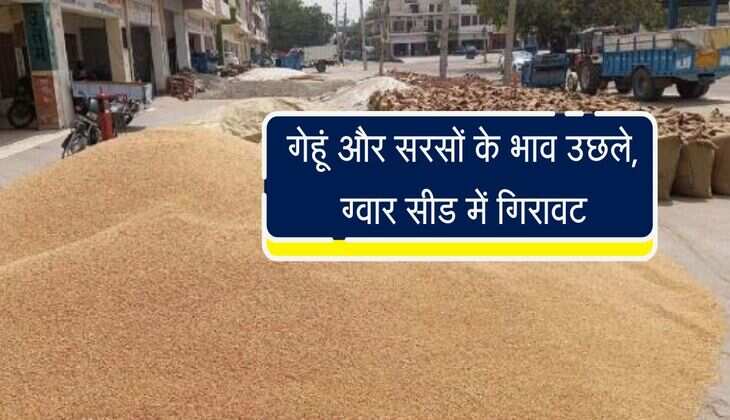 Jaipur Mandi: गेहूं और सरसों के भाव उछले, ग्वार सीड में गिरावट