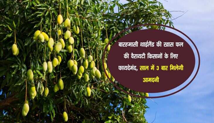 बारहमासी थाईलैंड की खास फल की वैरायटी किसानों के लिए फायदेमंद, साल में 3 बार मिलेगी आमदनी