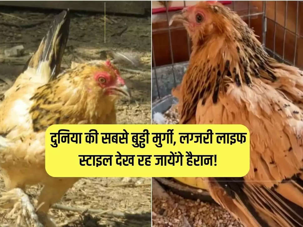 You will be surprised to see the luxury lifestyle of the world's oldest hen!