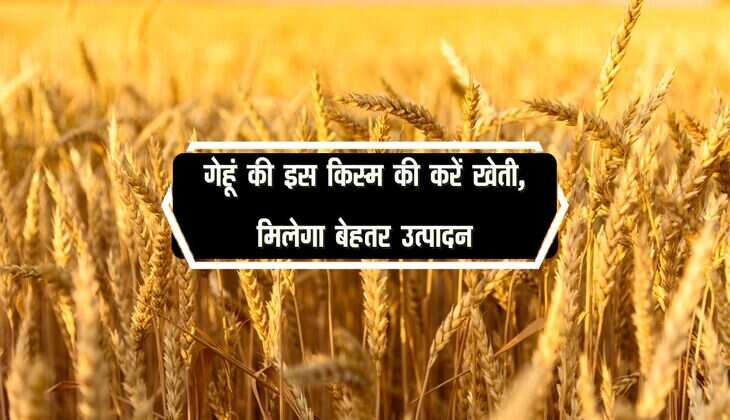 गेहूं की इस किस्म की करें खेती, मिलेगा बेहतर उत्पादन, देखें कुछ और किस्मों की डिटेल