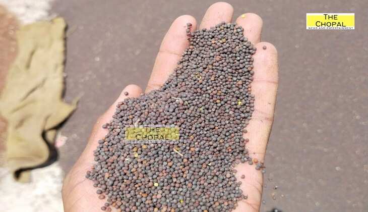 Aaj ka Sarso Ka Bhav: आज का सरसों मंडी का ताजा भाव (29 April 2025)