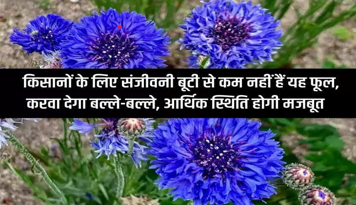 This flower is no less than a lifesaver for the farmers, it will make them happy, their economic condition will be strong.