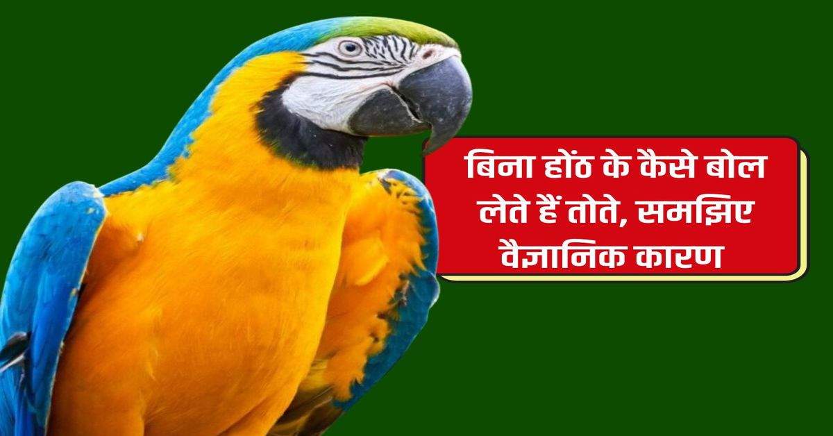 Talking Parrots: बिना होंठ के कैसे बोल लेते हैं तोते, समझिए वैज्ञानिक कारण 