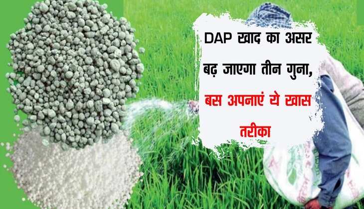 DAP खाद का असर बढ़ जाएगा तीन गुना, बस अपनाएं ये खास तरीका 