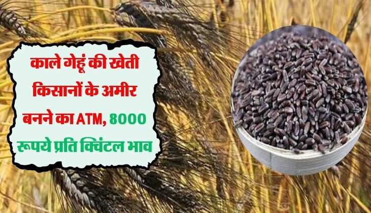 काले गेहूं की खेती किसानों के अमीर बनने का ATM, 8000 रूपये प्रति क्विंटल भाव