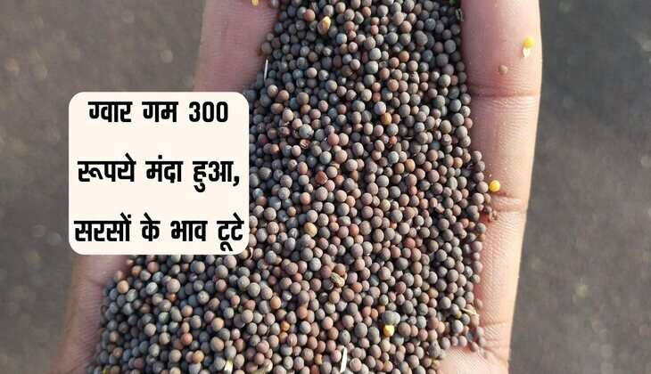 Jaipur Mandi bhav: ग्वार गम 300 रूपये मंदा हुआ, सरसों के भाव टूटे