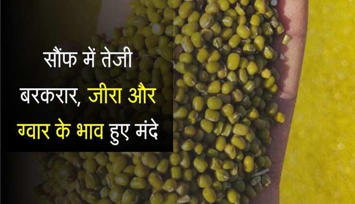 Nagaur Mandi bhav: सौंफ में तेजी बरकरार, जीरा और ग्वार के भाव हुए मंदे