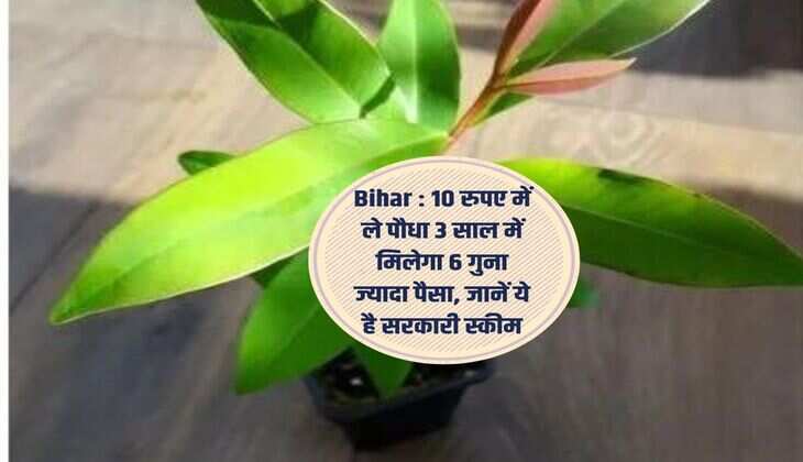 Bihar : 10 रुपए में ले पौधा 3 साल में मिलेगा 6 गुना ज्यादा पैसा, जानें ये है सरकारी स्कीम
