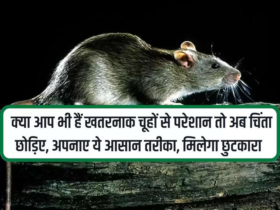 Facts: Are you also troubled by dangerous rats? Now stop worrying, adopt this easy method, you will get relief.