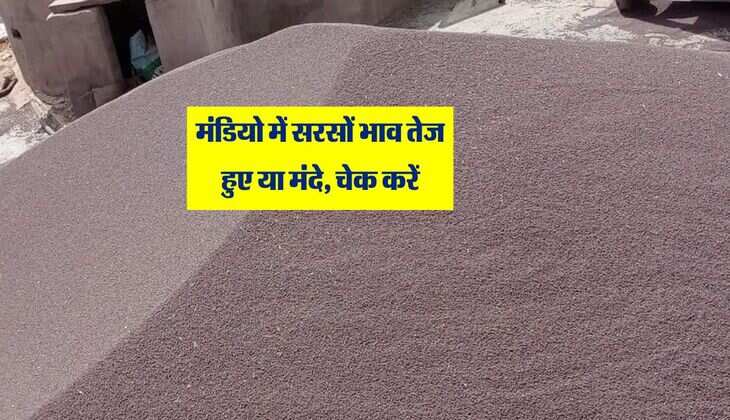 Sarso Mandi bhav: मंडियो में सरसों भाव तेज हुए या मंदे, चेक करें लिस्ट