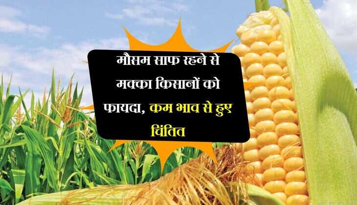 मौसम साफ रहने से मक्का किसानों को फायदा, कम भाव से हुए चिंतित