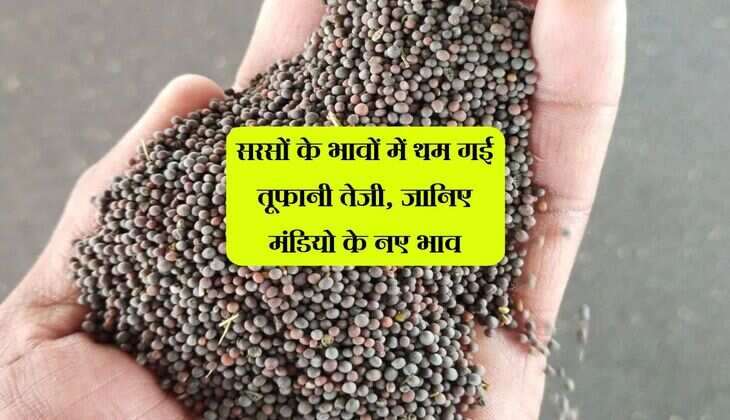 Sarso Ka Bhav: सरसों के भावों में थम गई तूफानी तेजी, जानिए मंडियो के नए भाव