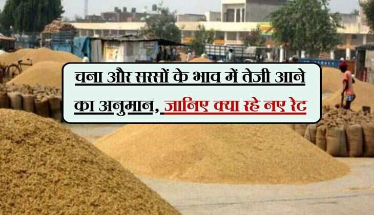Alwar Mandi: चना और सरसों के भाव में तेजी आने का अनुमान, जानिए क्या रहे नए रेट