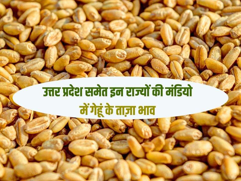 UP Wheat Bhav: Latest prices of wheat in the markets of these states including Uttar Pradesh, let's know
