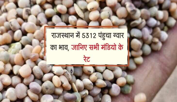 Gwar Mandi bhav: राजस्थान में 5312 पंहुचा ग्वार का भाव, जानिए सभी मंडियो के रेट