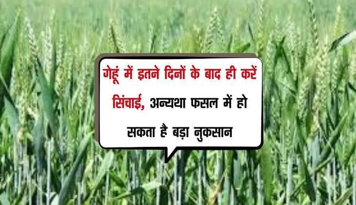 गेहूं में इतने दिनों के बाद ही करें सिंचाई, अन्यथा फसल में हो सकता है बड़ा नुकसान