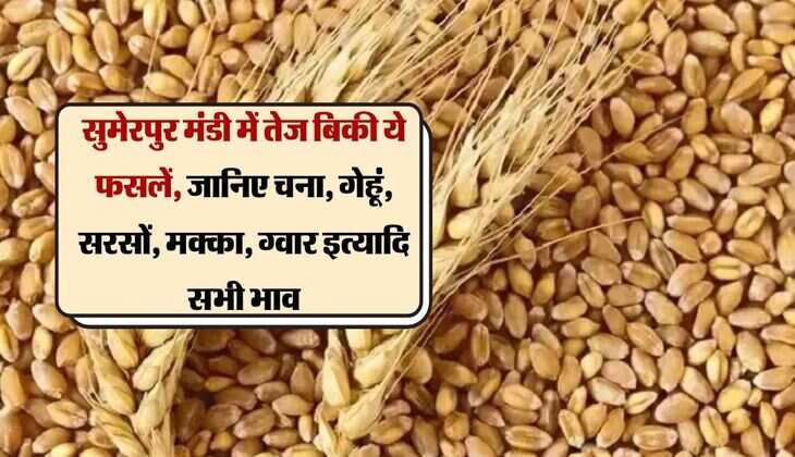 सुमेरपुर मंडी में तेज बिकी ये फसलें, जानिए चना, गेहूं, सरसों, मक्का, ग्वार इत्यादि सभी भाव