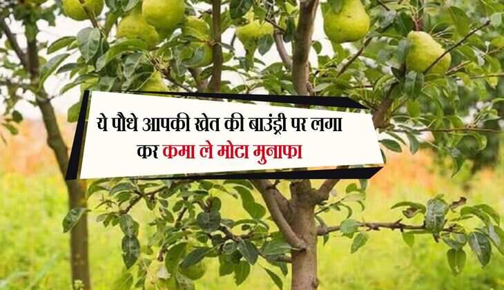 Tree Farming: ये पौधे आपकी खेत की बाउंड्री पर लगा कर कमा ले मोटा मुनाफा, हो जाएगा पैसा ही पैसा 