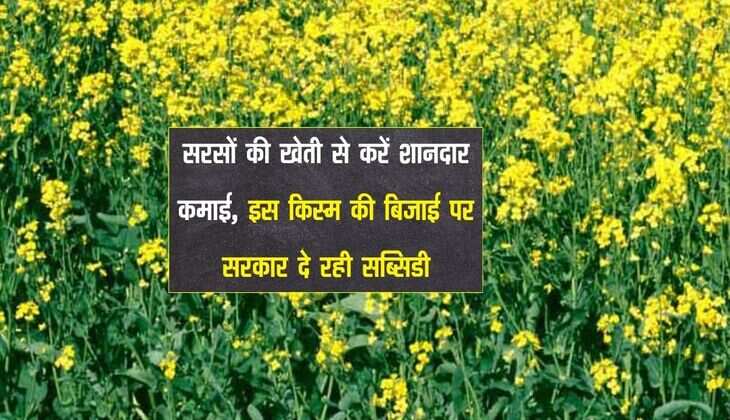 सरसों की खेती से करें शानदार कमाई, इस किस्म की बिजाई पर सरकार दे रही सब्सिडी