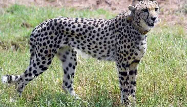 Cheetah 